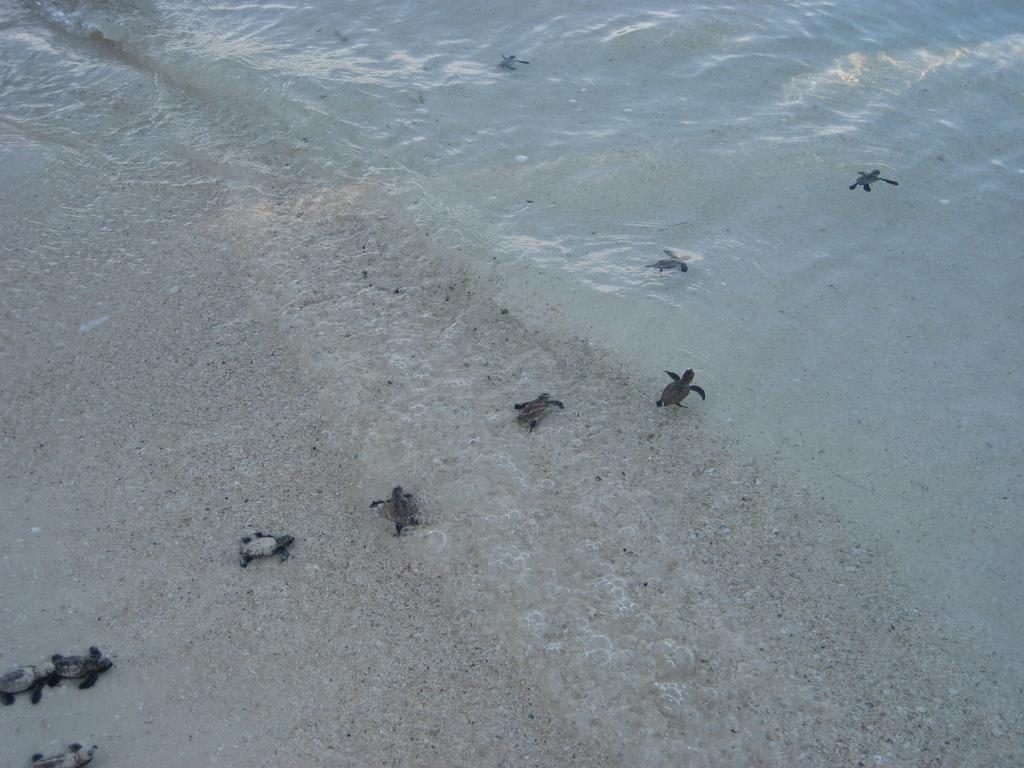 Отель Escape Karimunjawa Семаранг Экстерьер фото